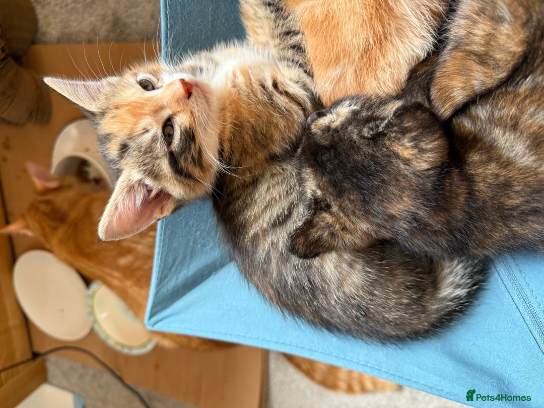 British Shorthair cats for sale: Gorgeous tortoise-shell kittens - Image 8
