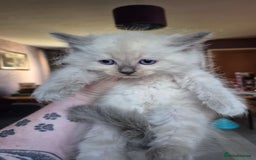 Siberian cats for sale: 5 stunning Siberian dolls! - Advert 10