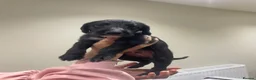 Mixed Breed dogs for sale: 1st Cross Beddy Whippets - Advert 3