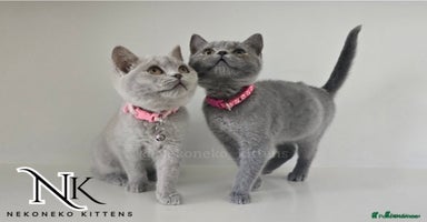 British Shorthair cats in Ilkeston - Advert 16