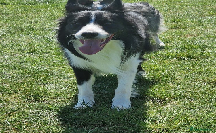 Border Collie dogs - Advert 6