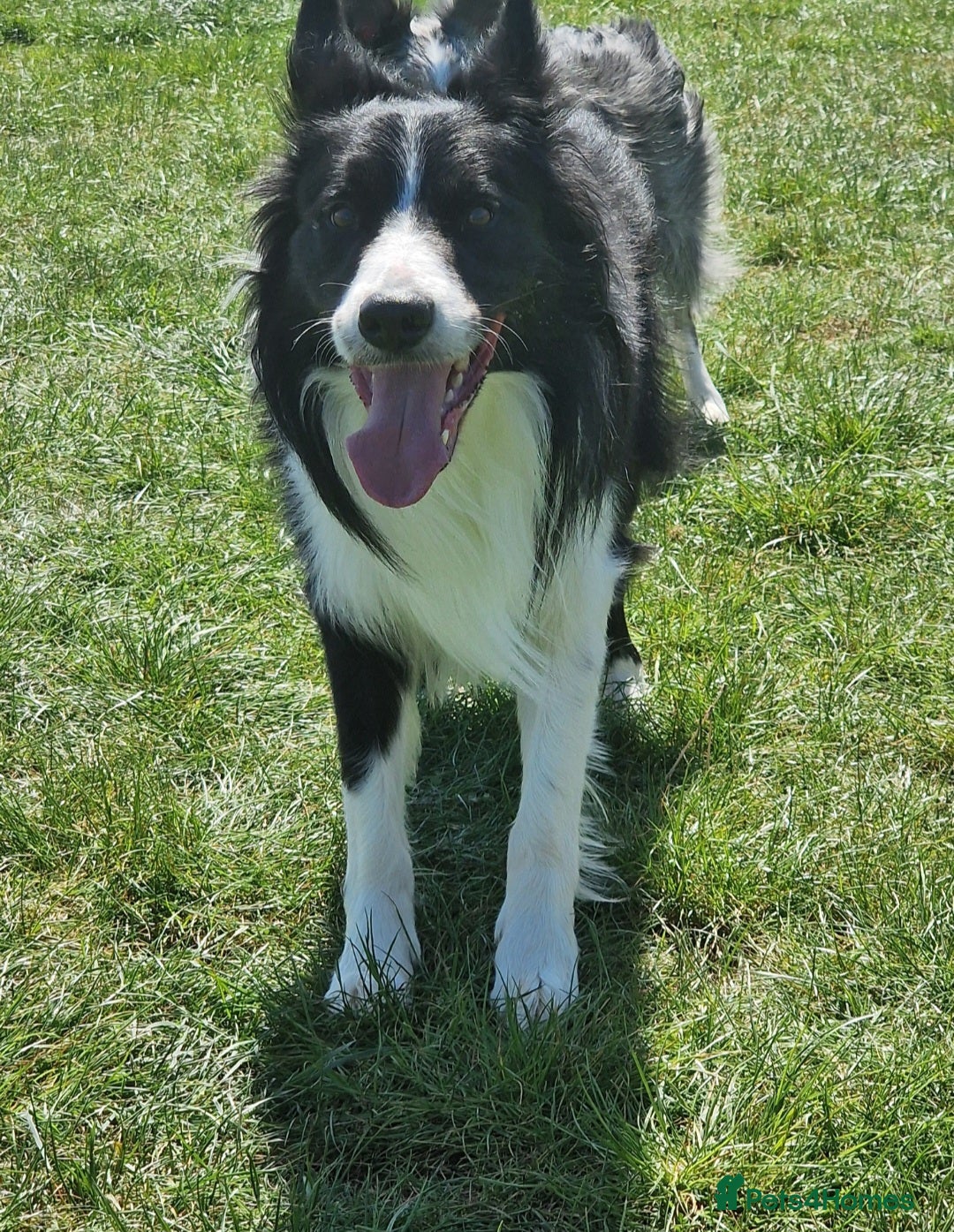 Border Collie dogs for stud: Beautiful young man for stud - Image 1
