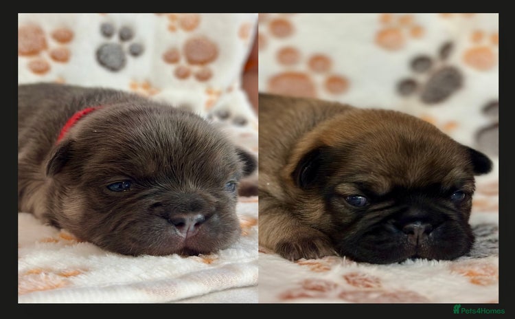 French Bulldog dogs - Advert 1