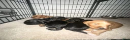 Cockapoo dogs for sale: Stunning cockapoos looking for forever homes - Advert 8