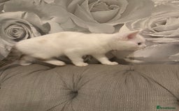 British Shorthair cats for sale: 2 males kitten MUST be Homed together  - Image 3