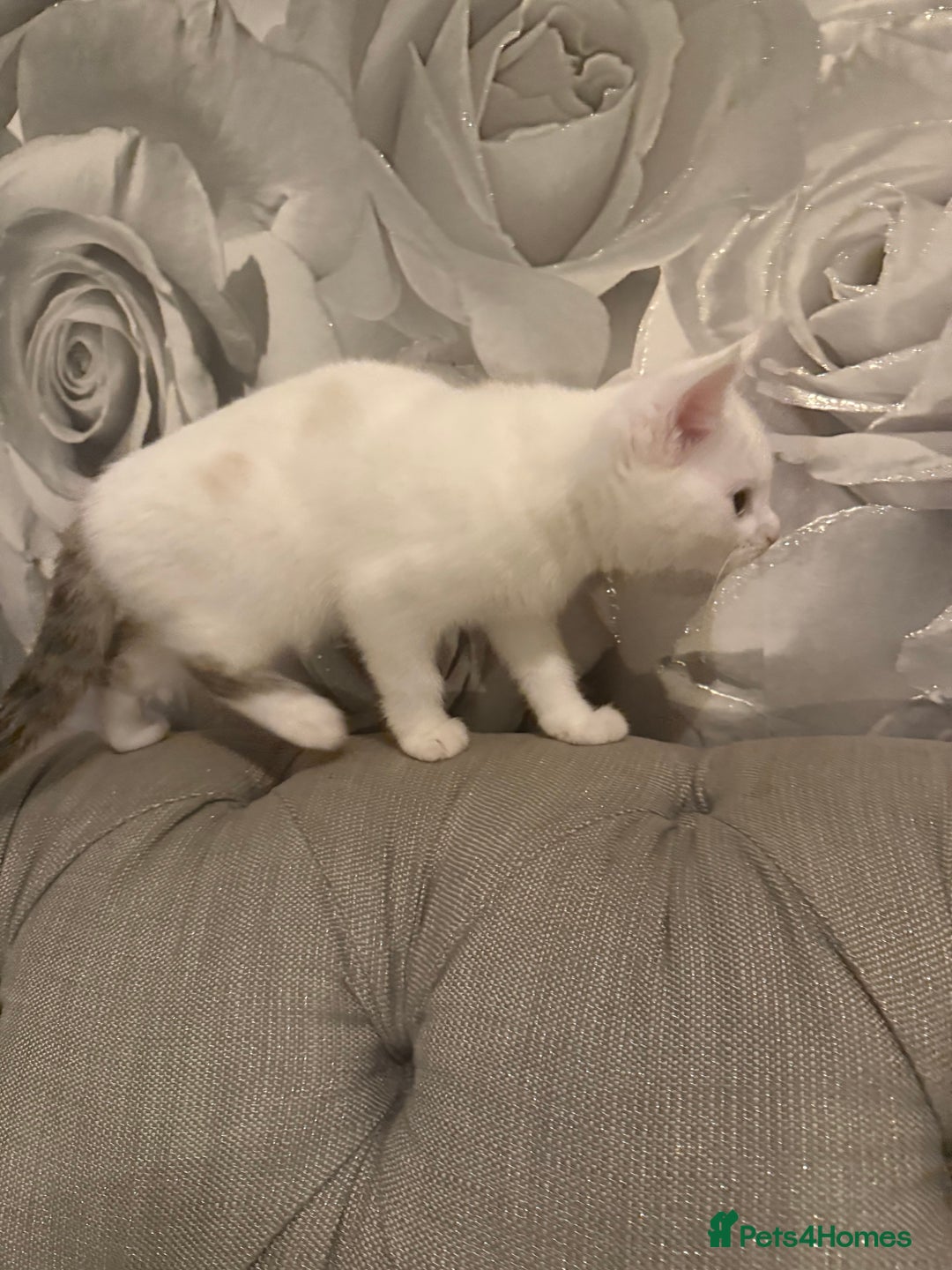 British Shorthair cats for sale: 2 males kitten MUST be Homed together  - Image 3