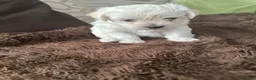 Mixed Breed dogs for sale: 2 gorgeous Maltipoo girls  in Brechin - Advert 8
