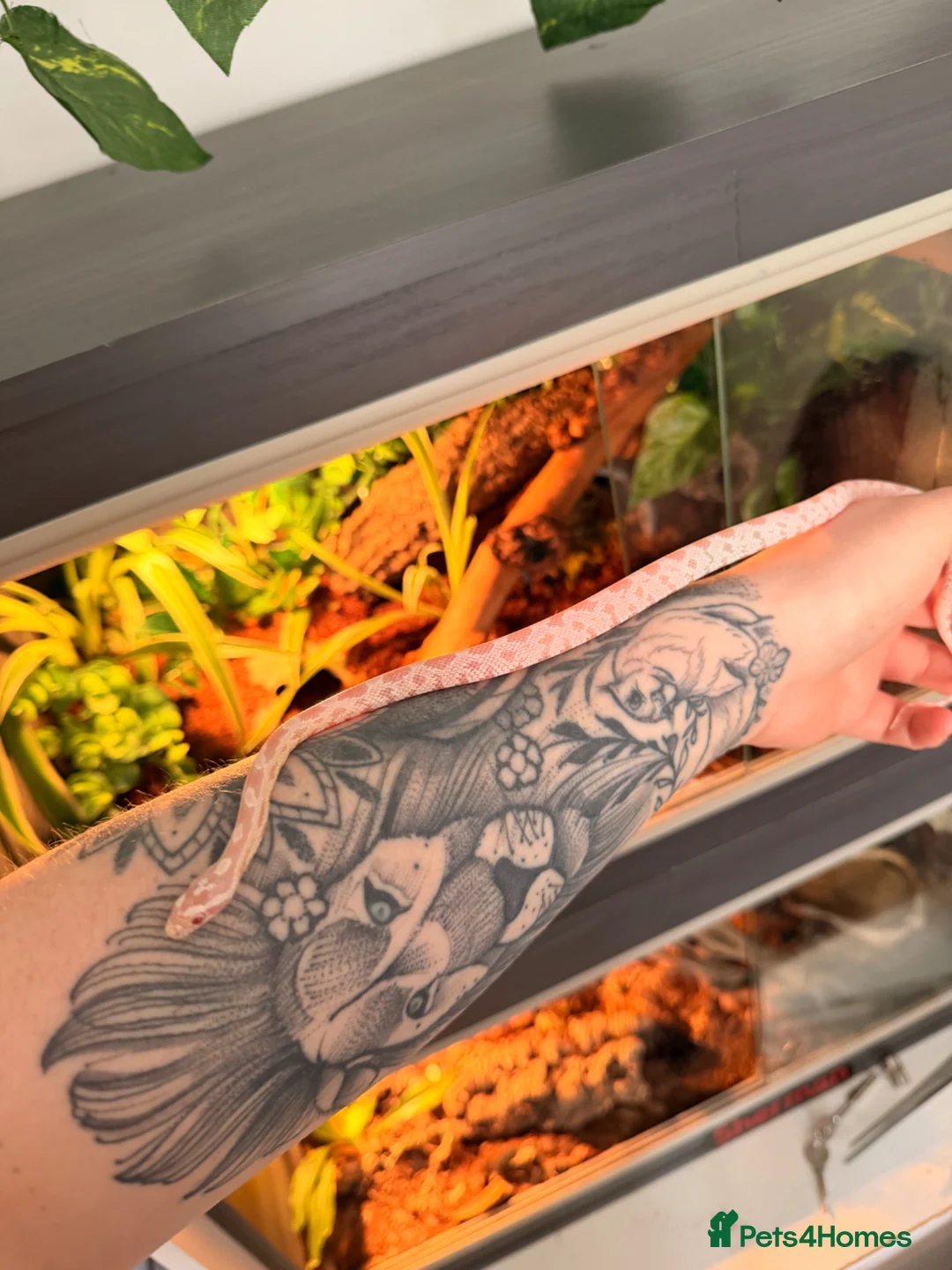 Corn Snake reptiles for sale: Snow Corn Snake  - Advert 1