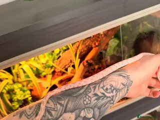 Corn Snake reptiles Snow Corn Snake - Advert 3