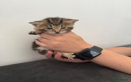 Bengal cats for sale: Mixed Bengal Kittens - Image 5