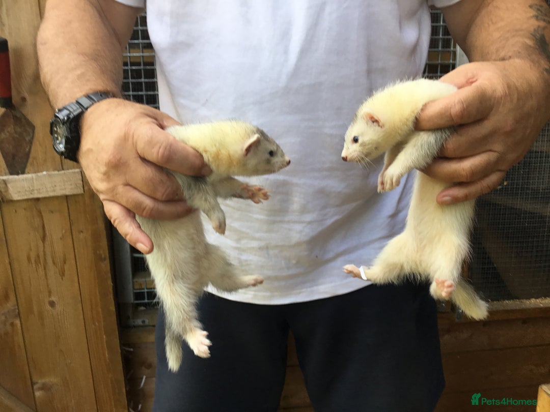 Ferret rodents for sale: Ferrets For Sale  - Image 10