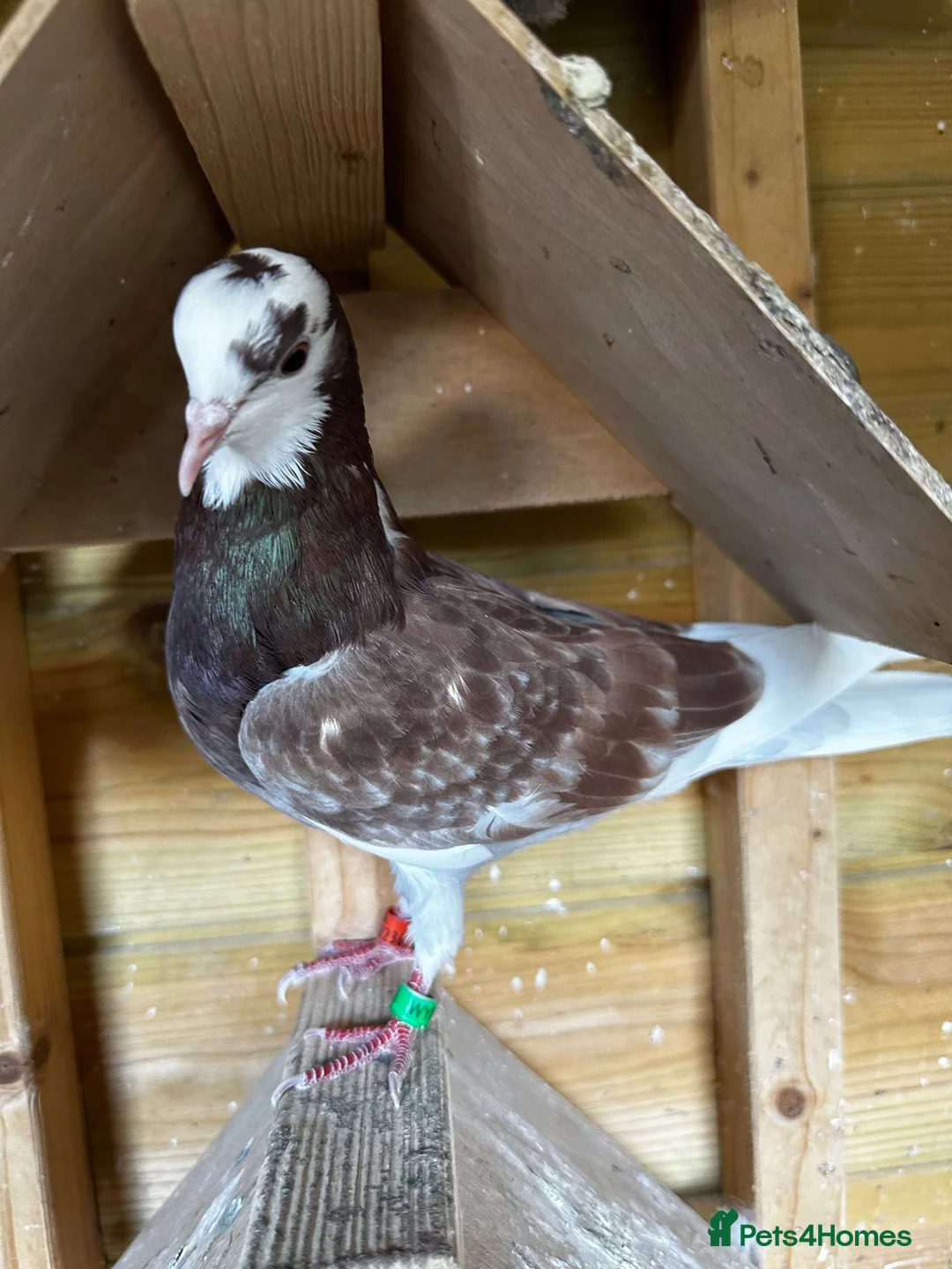 Pigeons birds for sale: Birmingham rollers for sale  - Advert 2