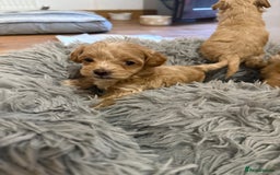 Maltipoo dogs for sale: Real life teddy bear f1 Maltipoos ❤️💥 - Image 20