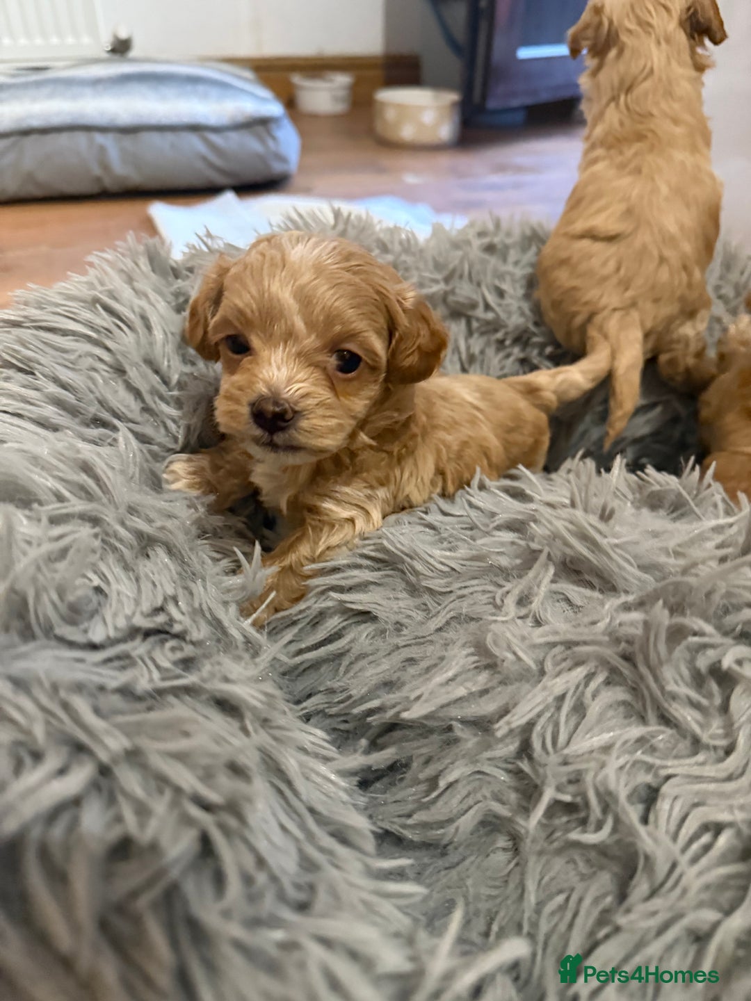 Maltipoo dogs for sale: Real life teddy bear f1 Maltipoos ❤️💥 - Image 20