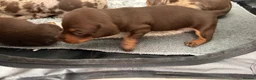 Miniature Dachshund dogs for sale: Miniature Dachshund  - Advert 7
