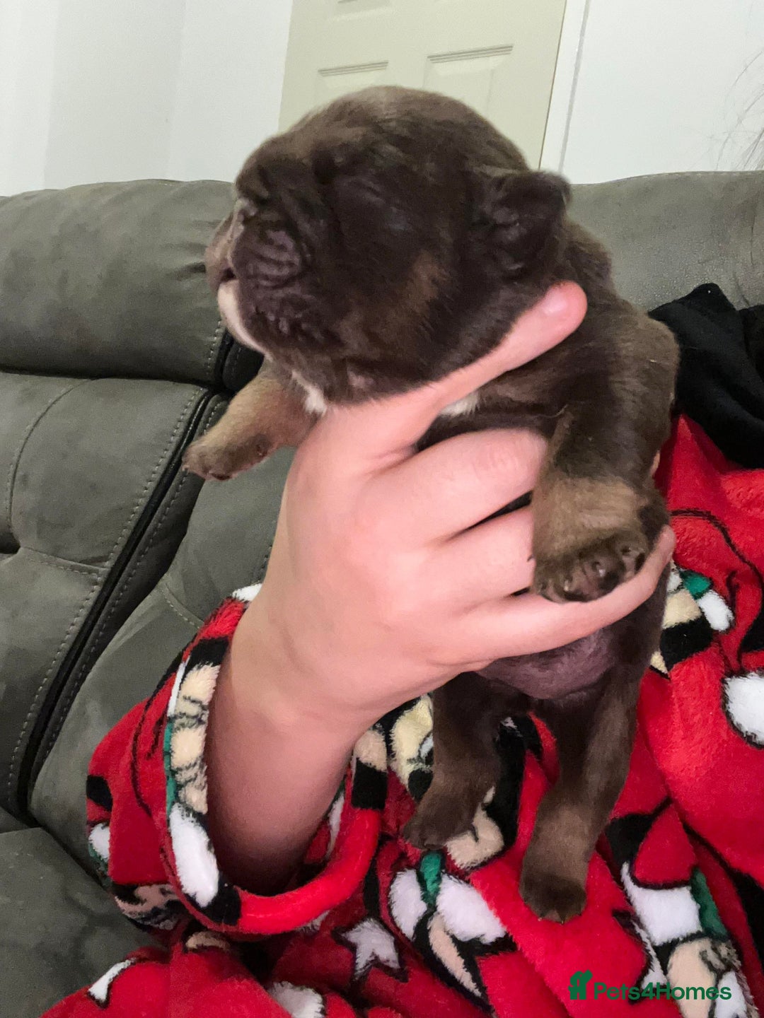 English Bulldog dogs for stud: Chocolate and tan English bulldog  in Sunderland - Image 6