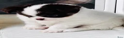 Chihuahua dogs for sale: chocolate tri long coat chihuahua puppies  - Advert 32