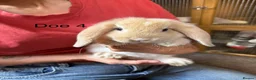 Mini Lop rabbits for sale: Beautiful babies mini lops - Advert 7