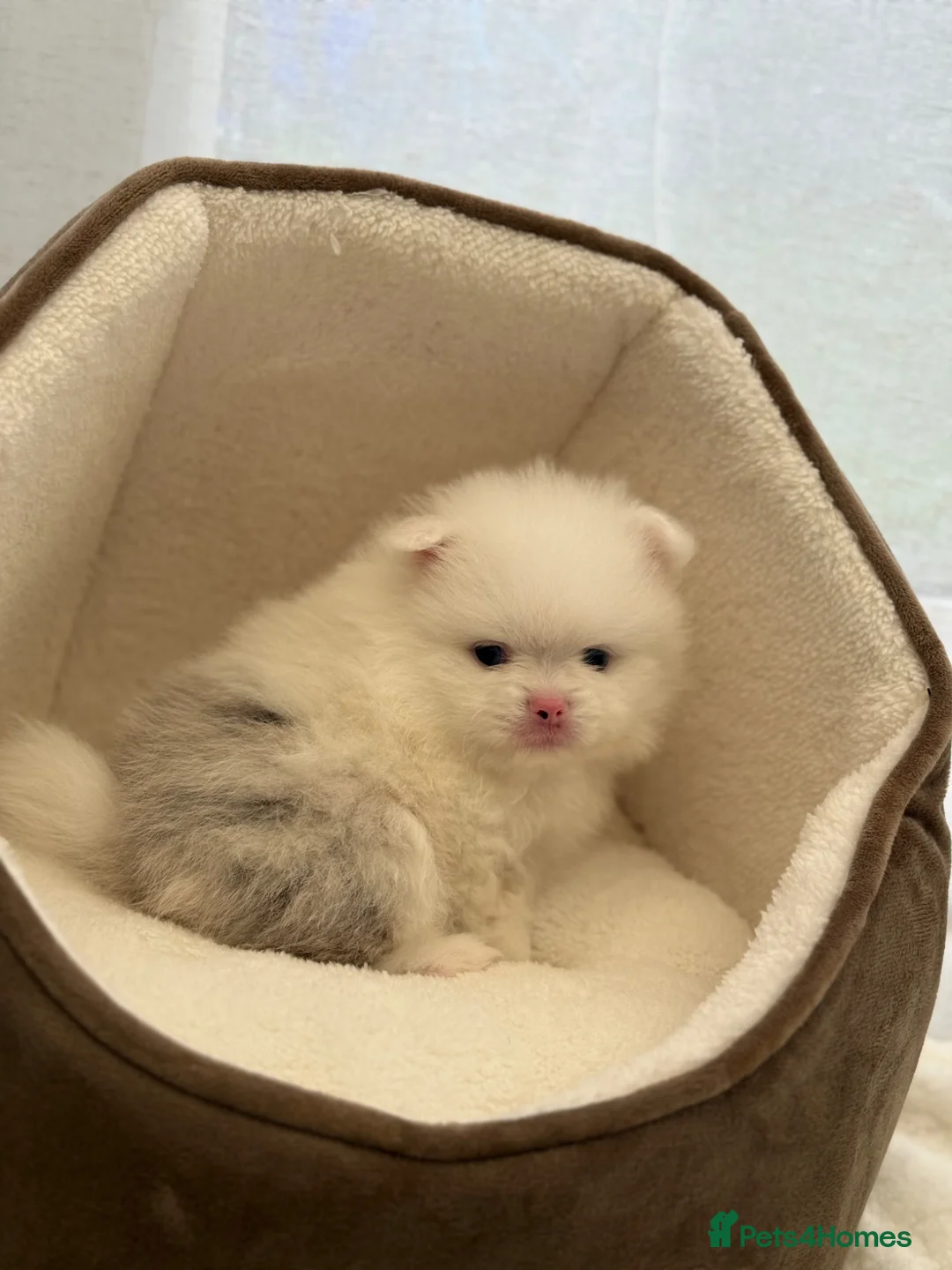 Pomeranian dogs for sale: Adorable 🤍 Pomeranian With Sweet Temperament - Advert 2