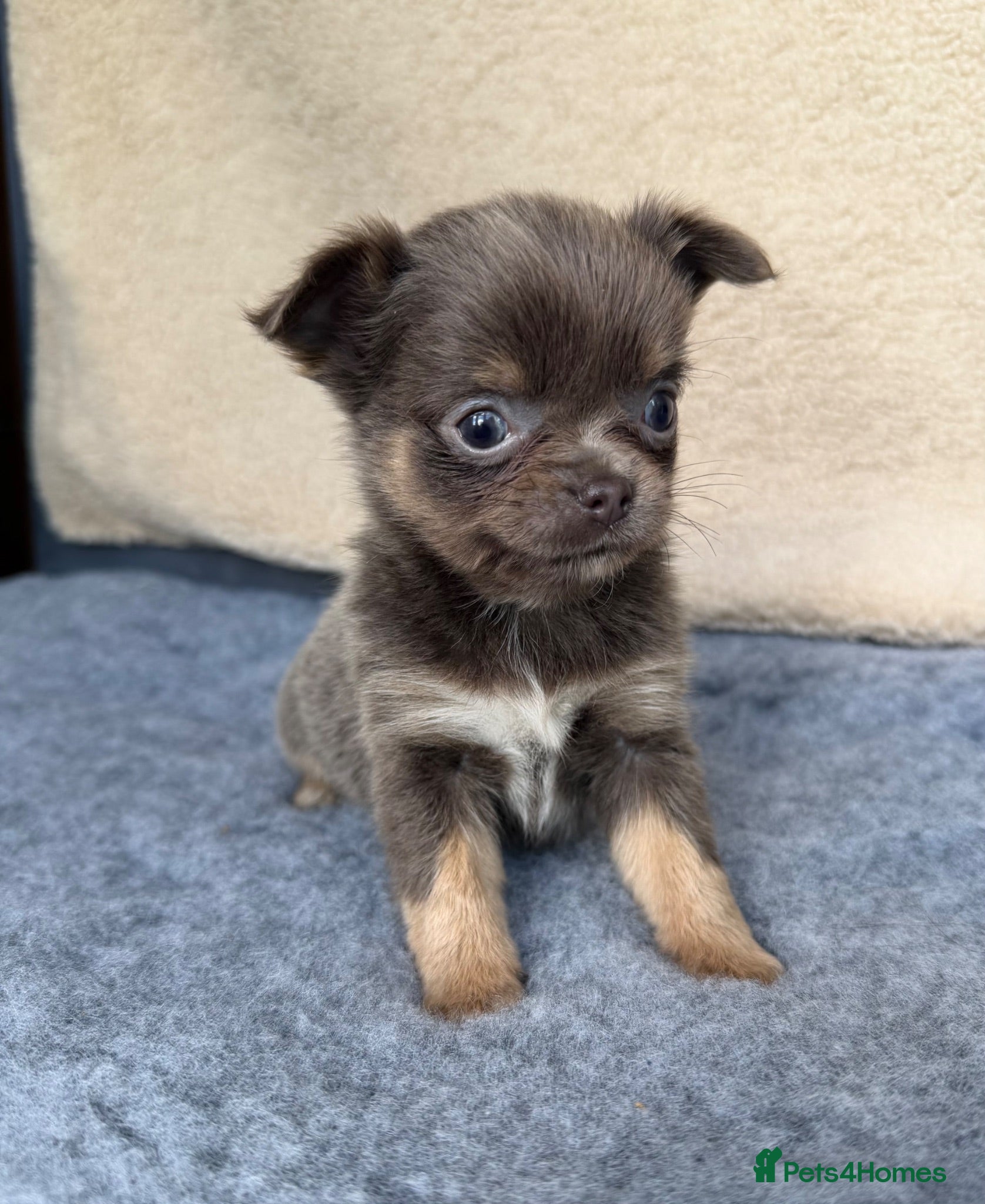 Chihuahua dogs Gorgeous KC reg, lilac long coat girl  - Advert 2