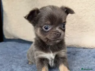 Chihuahua dogs Gorgeous KC reg, lilac long coat girl - Advert 2