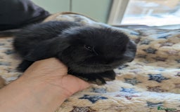Mini Lop rabbits for sale: Gorgeous pure mini lops. Very friendly! - Image 6