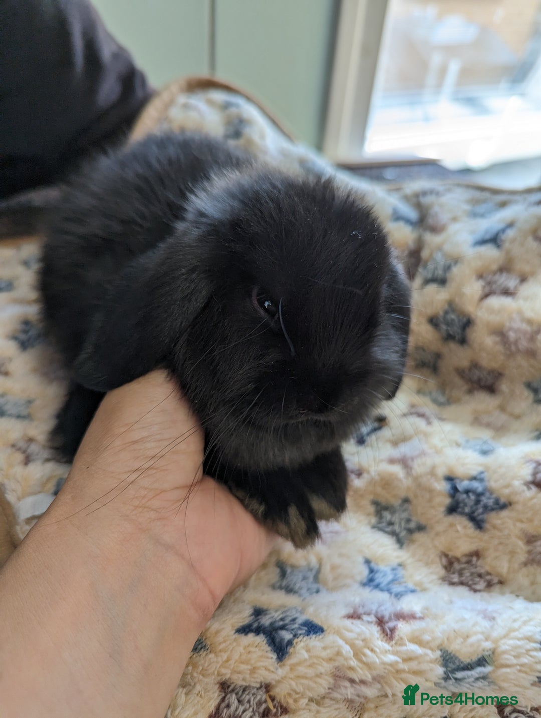 Mini Lop rabbits for sale: Gorgeous pure mini lops. Very friendly! - Image 6