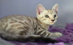 Bengal cats for sale: TICA Champion Bengal Kittens  - Image 32