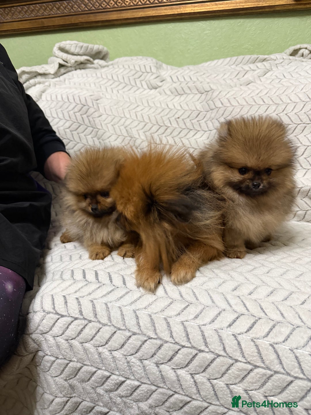 Pomeranian dogs for sale: ***Exquisite Kc reg Pomeranian Puppies *** - Advert 6