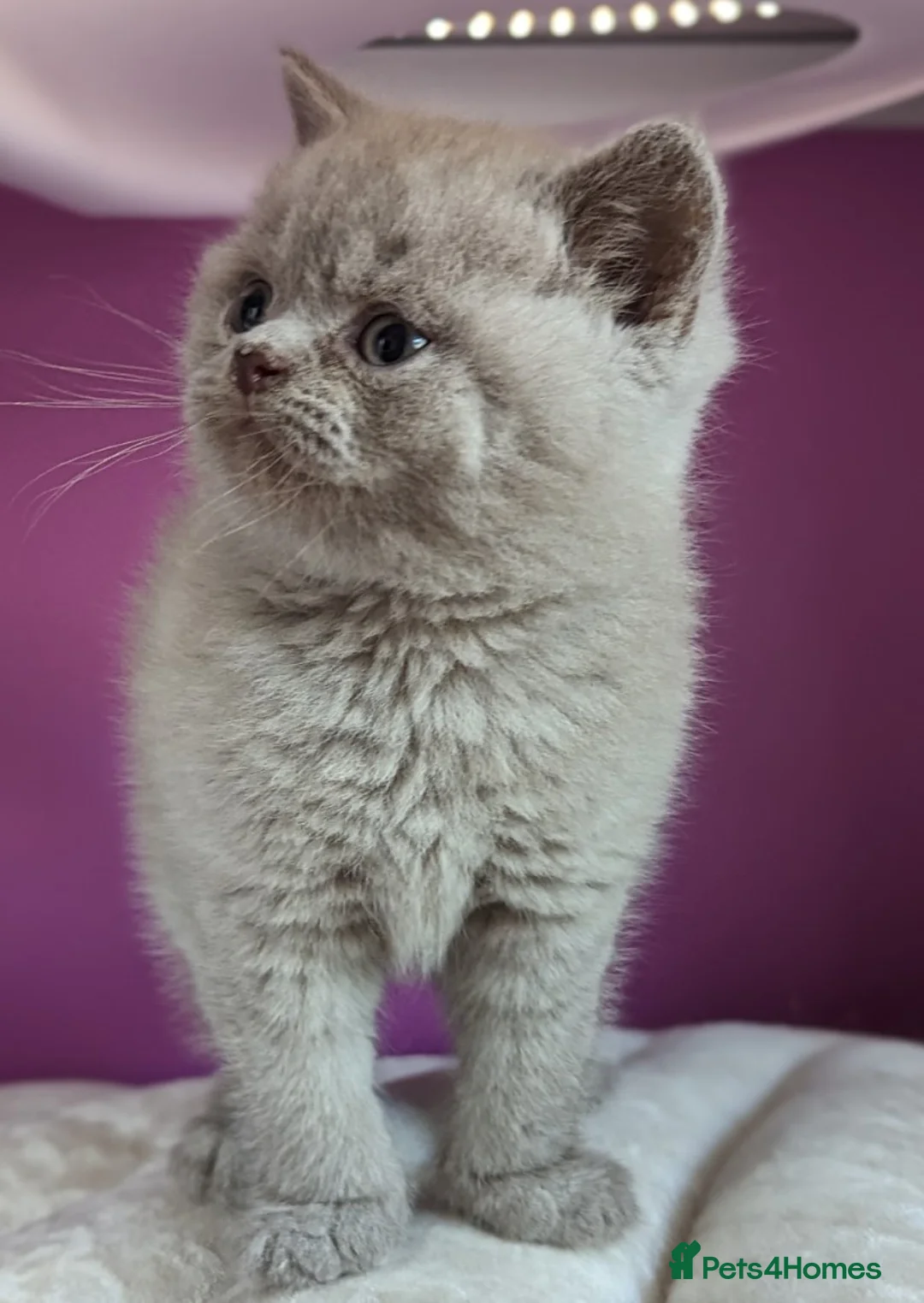 British Shorthair cats for sale: Pedigree Lilac BSH - READY NOW - Advert 3