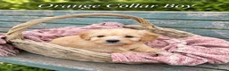 Goldendoodle dogs for sale: Miniature Golden Doodles - Merle, Red & Black  - Advert 10