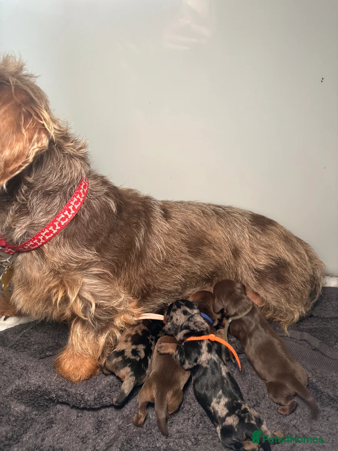 Miniature Dachshund dogs for sale: Kc heath tested wire puppies  - Advert 1