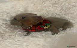 Miniature Dachshund dogs for sale: miniature dachshund puppies - Image 3