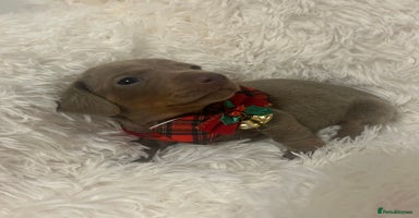 Miniature Dachshund dogs - Advert 15