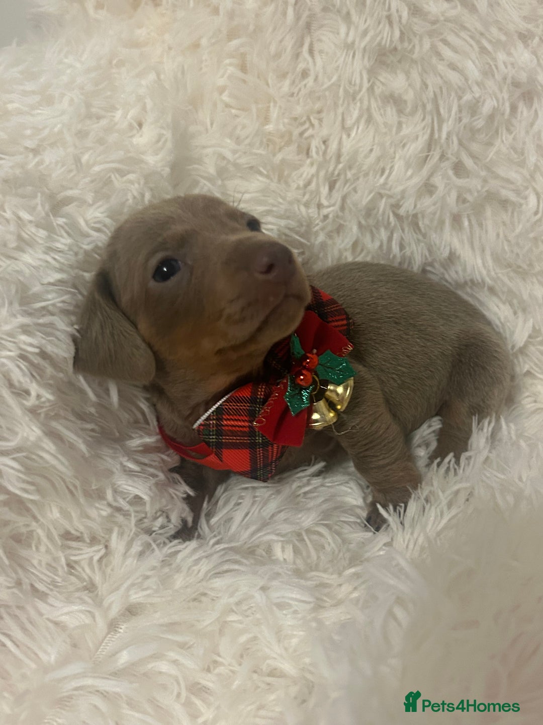 Miniature Dachshund dogs for sale: miniature dachshund puppies - Image 3