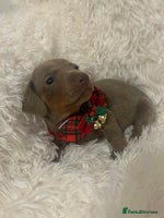 Miniature Dachshund dogs - Advert 15
