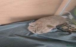 British Shorthair cats for sale: Full Britishshort hair kittens ready wendesday - Image 24