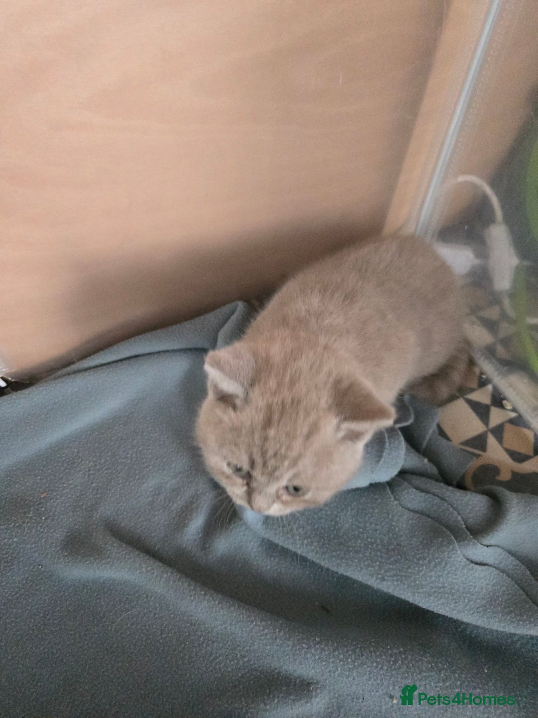 British Shorthair cats for sale: Full Britishshort hair kittens ready wendesday - Image 24