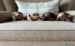 Miniature Dachshund dogs for sale: Stunning miniature long haired Dachshund’s  - Image 2