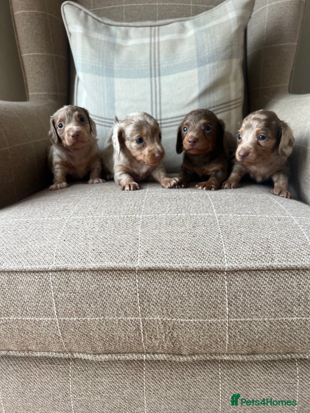 Miniature Dachshund dogs for sale: Stunning miniature long haired Dachshund’s  - Image 2