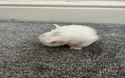 Mixed Breed cats for sale: Gorgeous kittens for sale - Image 14