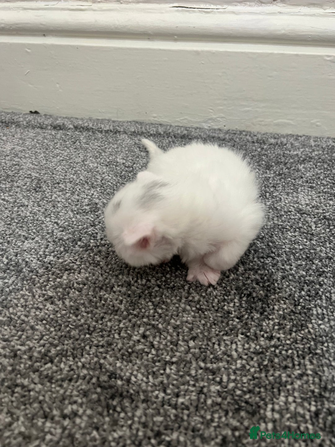 Mixed Breed cats for sale: Gorgeous kittens for sale - Image 14