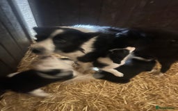 Border Collie dogs for sale: Border Collie Puppies  - Image 9