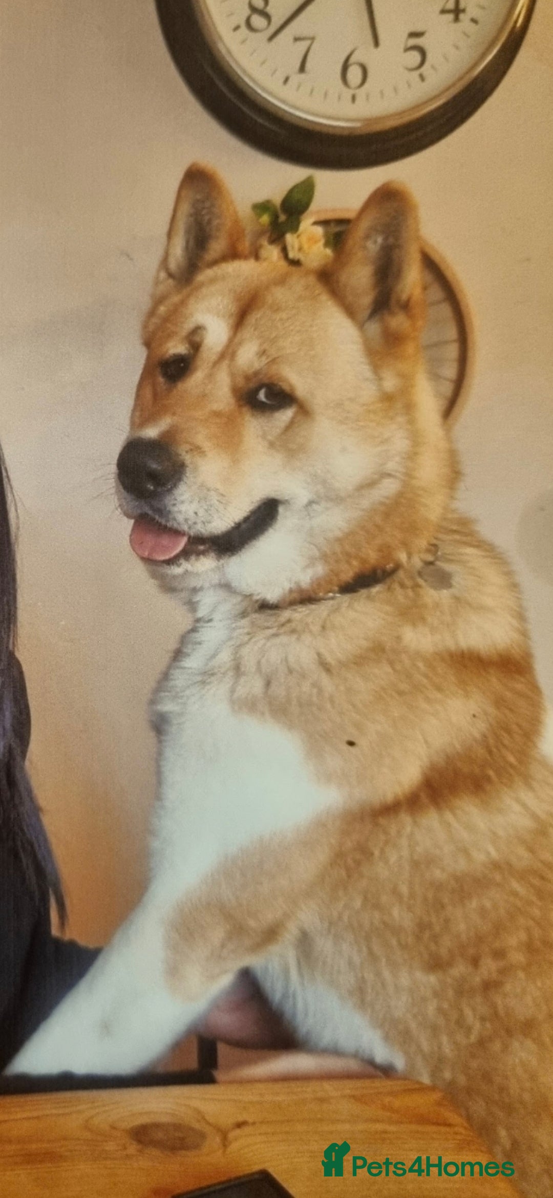 Akita dogs for sale: American akita puppies x10 - Image 19