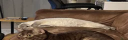 British Shorthair cats for sale: British shorthair colour point  - Advert 3