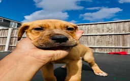 Mixed Breed dogs for sale: Staffy×Serbian Defence Male Puppy – Ready Now - Image 11