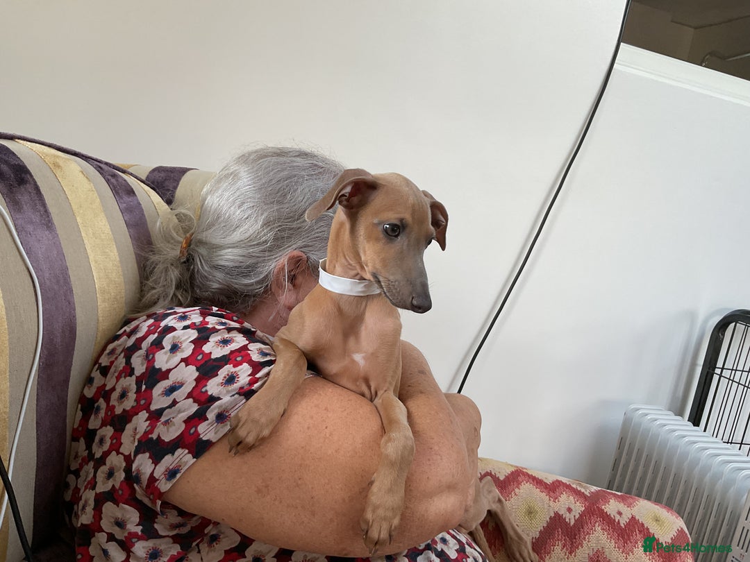 Italian Greyhound dogs for sale:  Beautiful Italian greyhound puppies  - Image 18