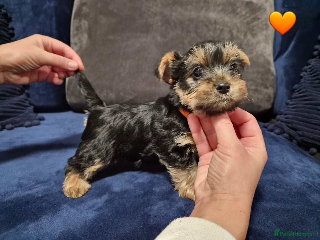 Yorkshire Terrier dogs for sale: Yorkshire terrier puppies (3 girls) - Image 16