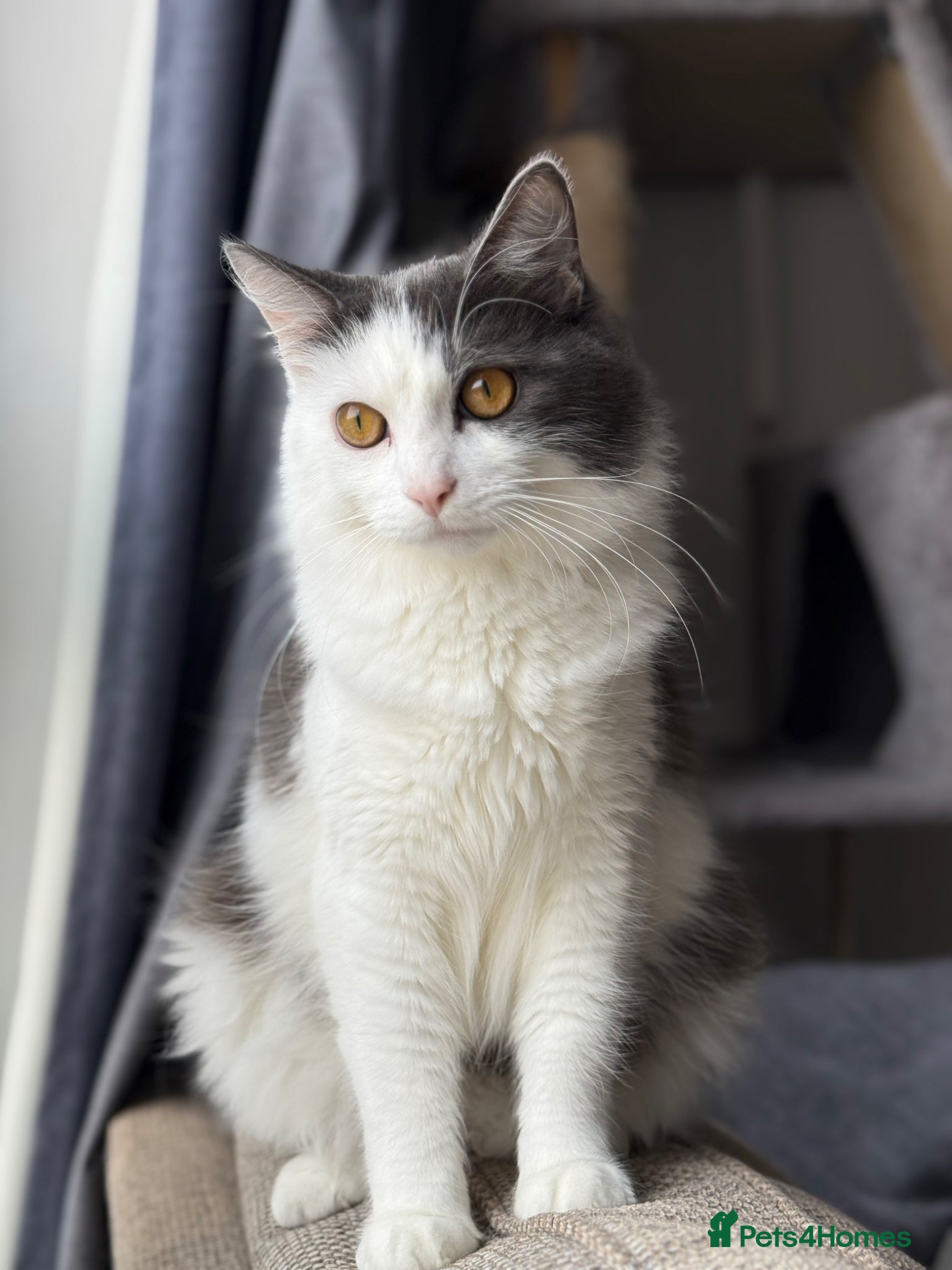 British Longhair cats 1 year old Grey and white boy  - Advert 4