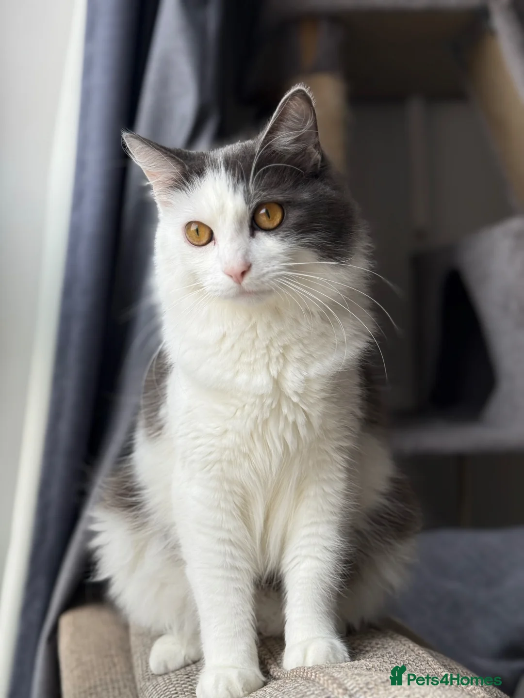 British Longhair cats for sale: 1 year old Grey and white boy  in Calne - Advert 1